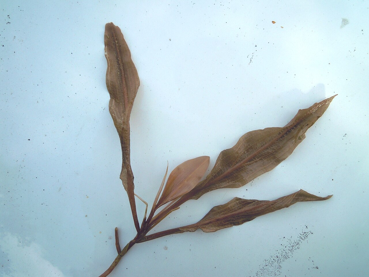 Potamogeton × fluitans: Potamogeton ×fluitans