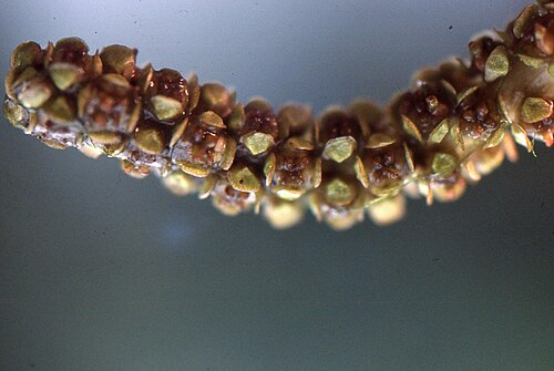 Potamogeton × fluitans: Potamogeton ×fluitans