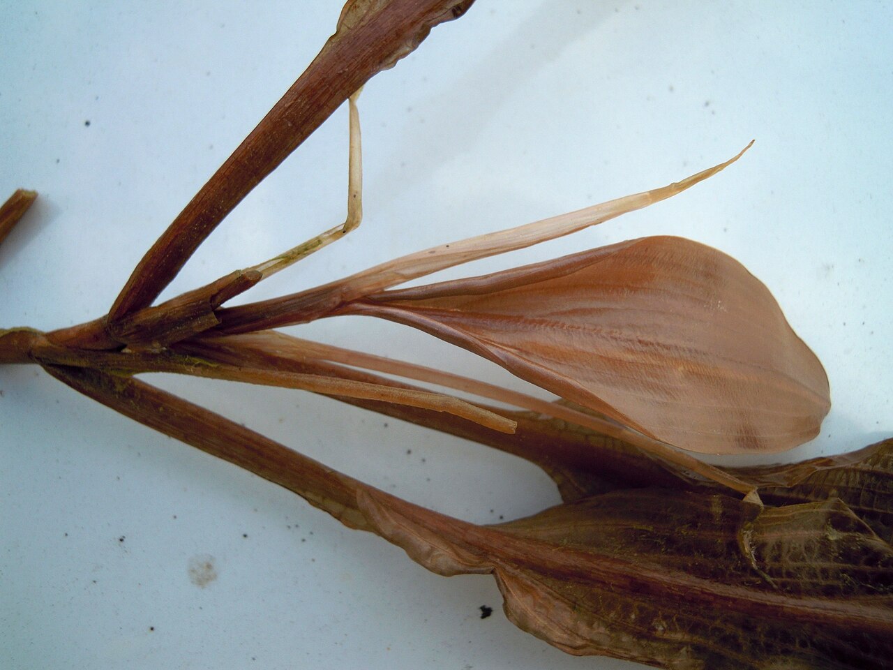 Potamogeton × fluitans: Potamogeton ×fluitans