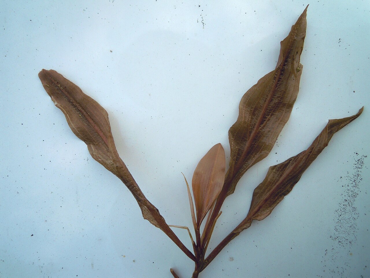 Potamogeton × fluitans: Potamogeton ×fluitans