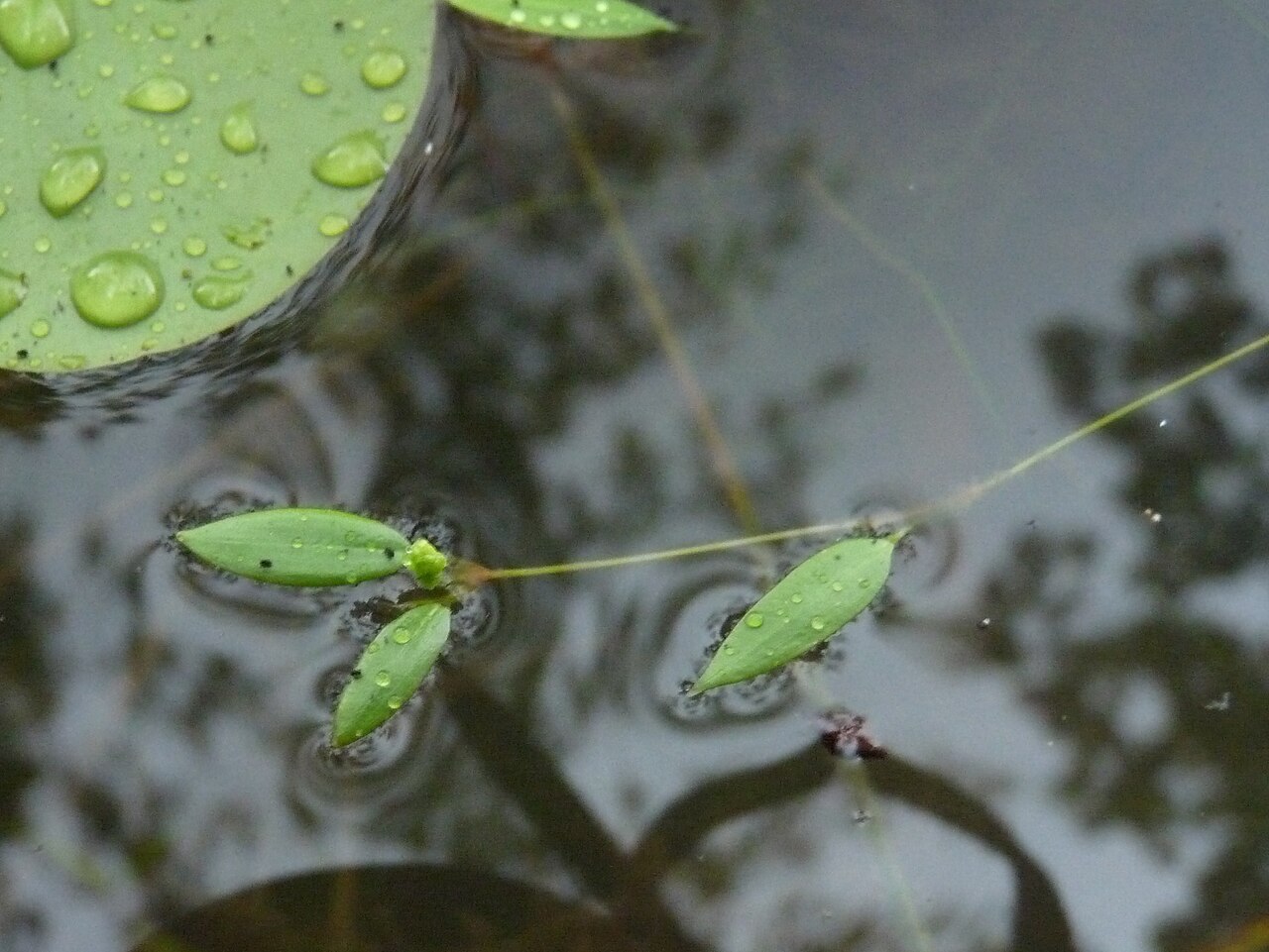 Potamogeton × kamogawaensis: Potamogeton kamogawaensis Miki