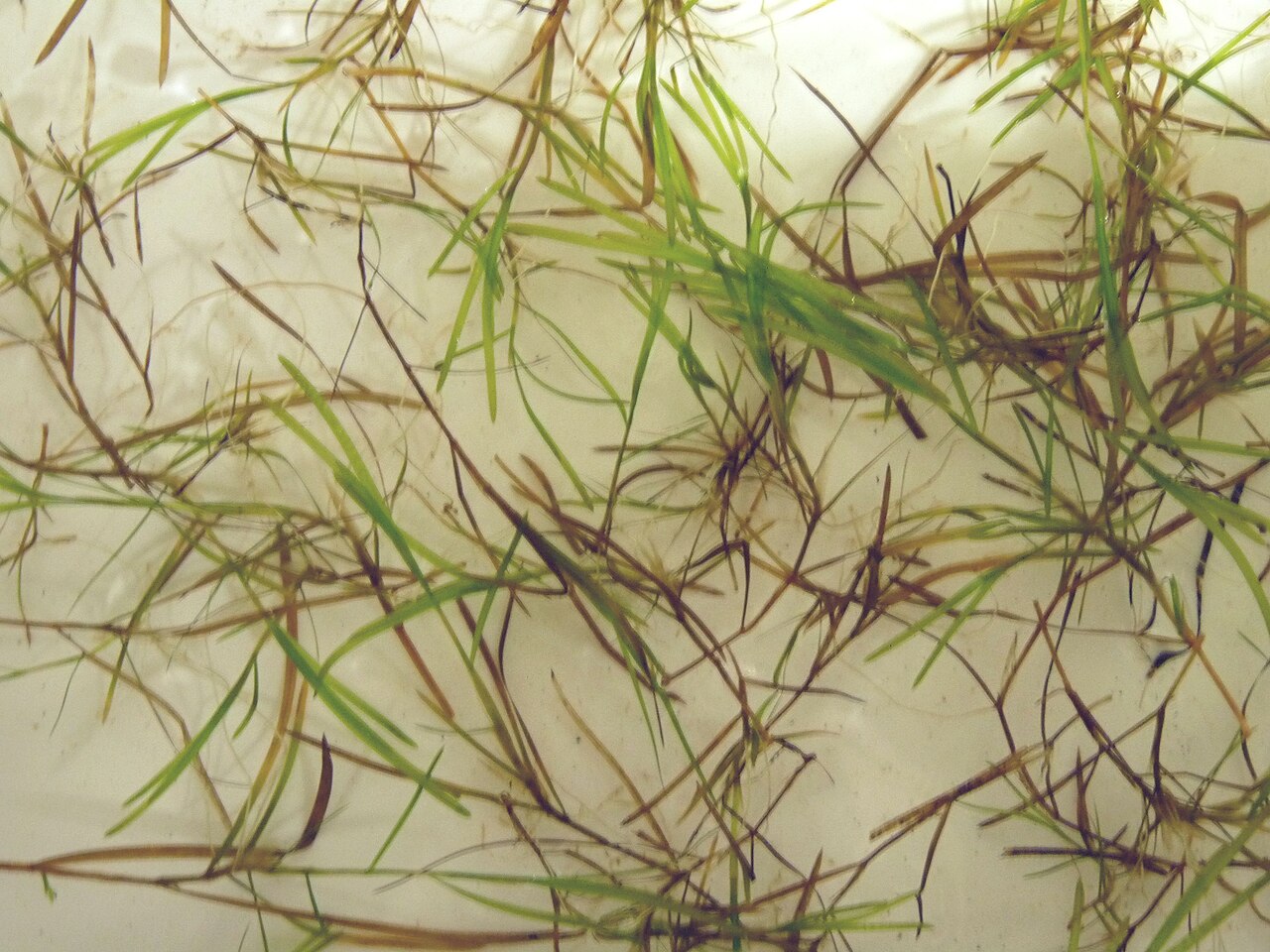 Potamogeton × kamogawaensis: Potamogeton kamogawaensis germinating by turions .