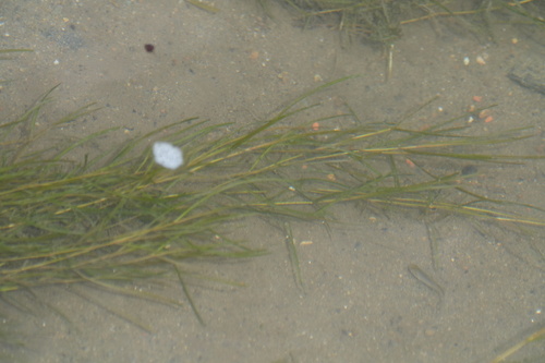 Potamogeton × orientalis (Potamogeton × orientalis)