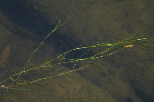 Potamogeton × orientalis (Potamogeton × orientalis)