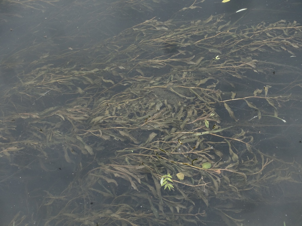 Potamogeton × salicifolius (Potamogeton × salicifolius)