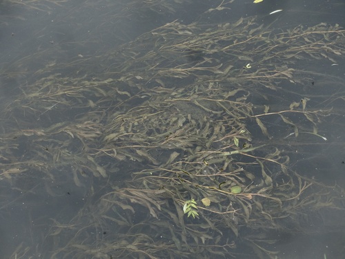 Potamogeton × salicifolius (Potamogeton × salicifolius)