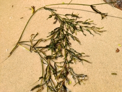 Potamogeton × salicifolius (Potamogeton × salicifolius)