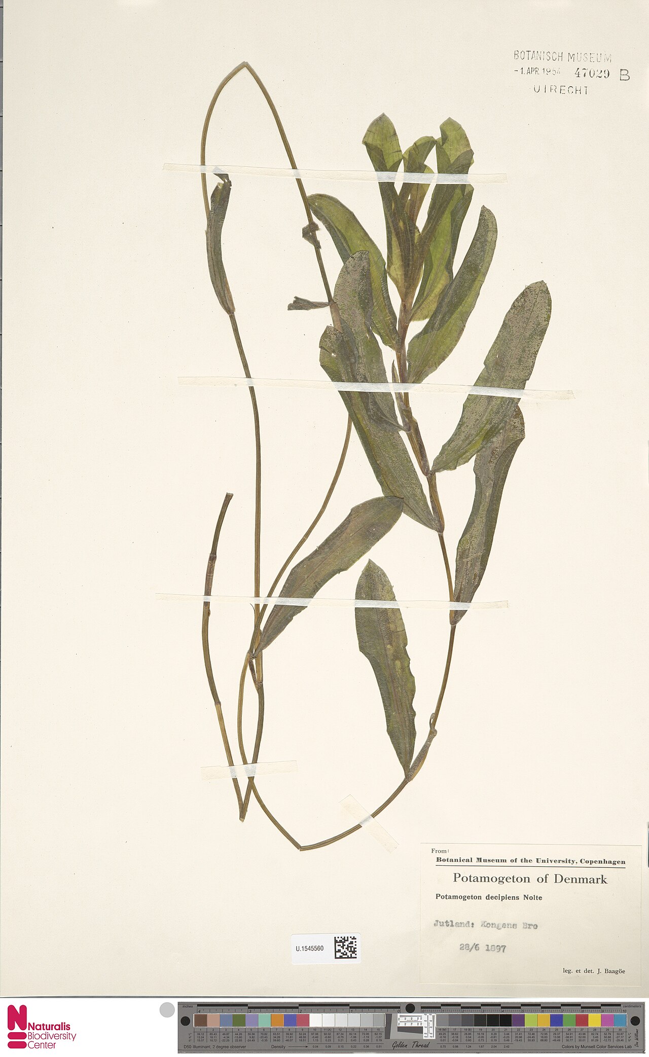 Potamogeton × salicifolius: Potamogeton ×salicifolius
