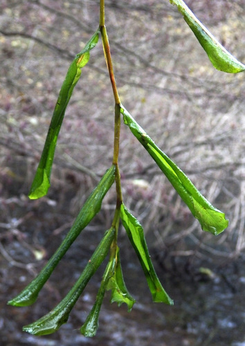 Potamogeton × salicifolius (Potamogeton × salicifolius)