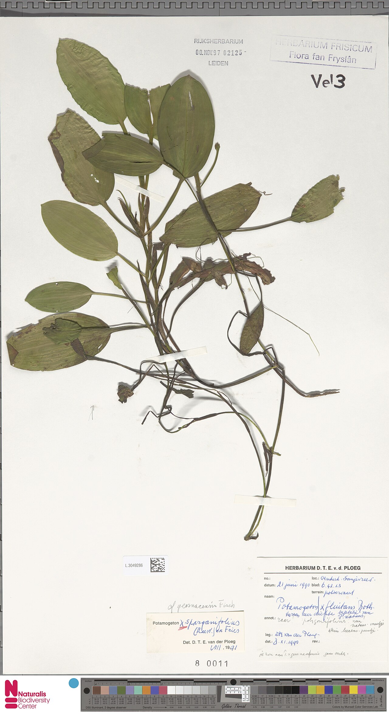 Pondweed: Potamogeton ×sparganiifolius