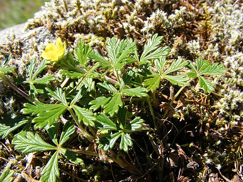 Hoary cinquefoil: This photo shows Potentilla argente