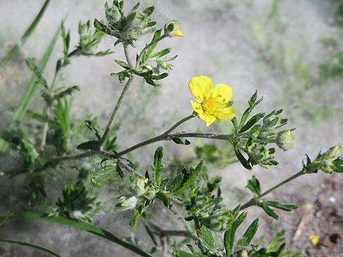 Hoary cinquefoil: Silber-Fingerkraut ( Potentilla argentea ) im Landschaftsschutzgebiet Hockenheimer Rheinbogen - dahinter die Saat einer Weide