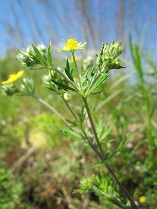 Hoary cinquefoil: Silber-Fingerkraut ( Potentilla argentea ) bei Reilingen