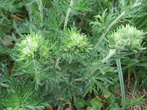 Hoary cinquefoil: Silber-Fingerkraut ( Potentilla argentea ) am Kraichbachdamm im Landschaftsschutzgebiet „Hockenheimer Rheinbogen“ noch vor der Blüte aber deutlich an den unters