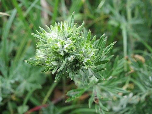 Hoary cinquefoil: Silber-Fingerkraut ( Potentilla argentea ) am Kraichbachdamm im Landschaftsschutzgebiet „Hockenheimer Rheinbogen“ noch vor der Blüte aber deutlich an den unters