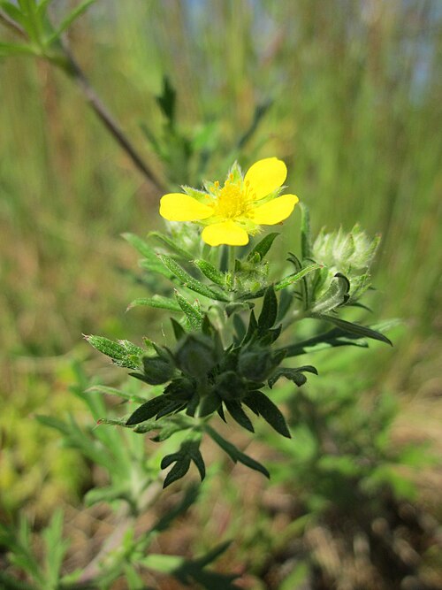 Hoary cinquefoil: Silber-Fingerkraut ( Potentilla argentea ) bei Reilingen