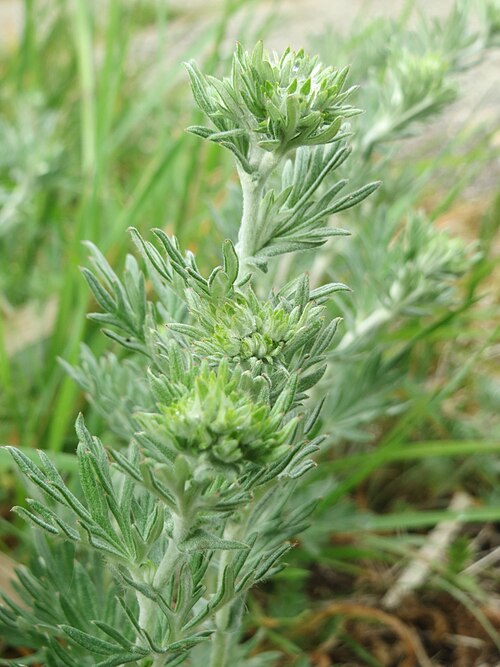 Hoary cinquefoil: Silber-Fingerkraut ( Potentilla argentea ) am Kraichbachdamm im Landschaftsschutzgebiet „Hockenheimer Rheinbogen“ noch vor der Blüte aber deutlich an den unters