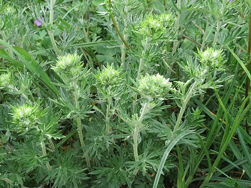Hoary cinquefoil: Silber-Fingerkraut ( Potentilla argentea ) am Kraichbachdamm im Landschaftsschutzgebiet „Hockenheimer Rheinbogen“ noch vor der Blüte aber deutlich an den unters