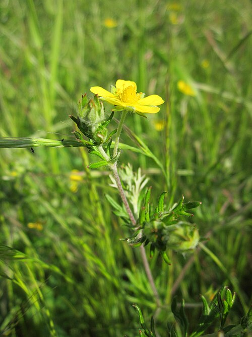 Hoary cinquefoil: Silber-Fingerkraut ( Potentilla argentea ) bei Reilingen