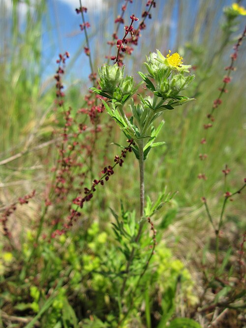 Hoary cinquefoil: Silber-Fingerkraut ( Potentilla argentea ) bei Reilingen