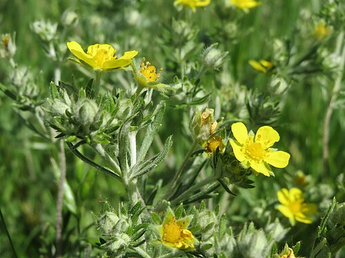 Hoary cinquefoil: Silber-Fingerkraut ( Potentilla argentea ) bei Neulußheim