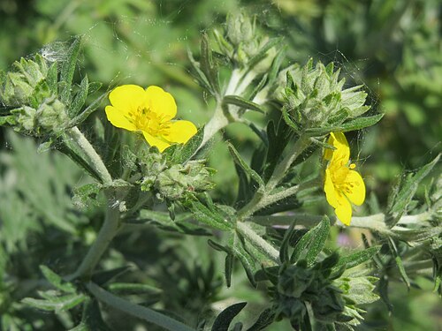 Hoary cinquefoil: Silber-Fingerkraut ( Potentilla argentea ) bei Neulußheim