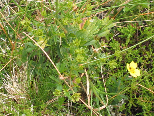 Erect cinquefoil (Potentilla erecta)