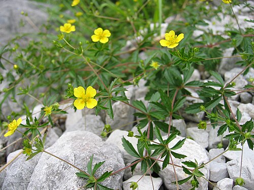 Erect cinquefoil: Potentilla erecta In der Röll, Upper Austria, Austria