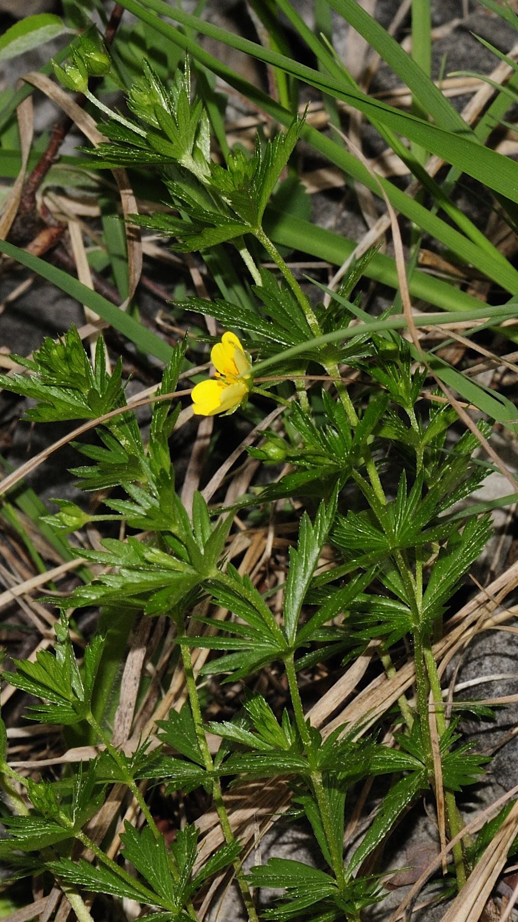 Erect cinquefoil: Please report references to spam@lagrada.de .