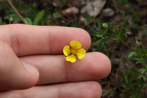 Erect cinquefoil (Potentilla erecta)
