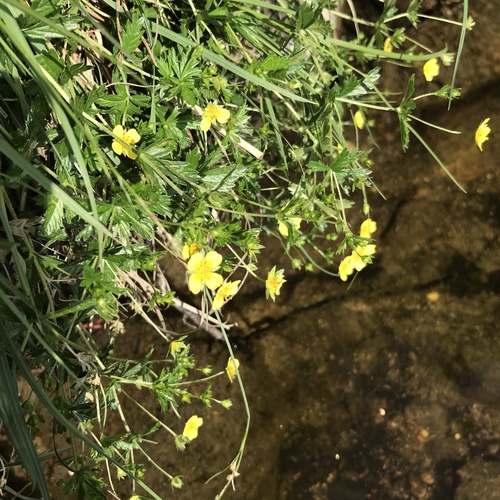 Erect cinquefoil (Potentilla erecta)