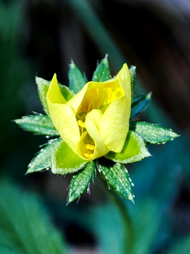 Erect cinquefoil (Potentilla erecta)