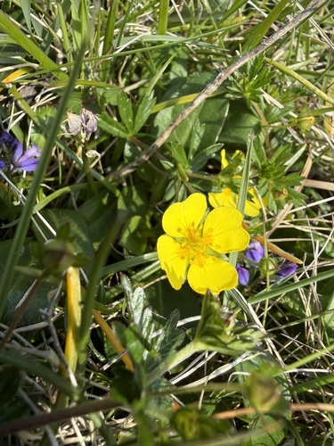 Erect cinquefoil (Potentilla erecta)