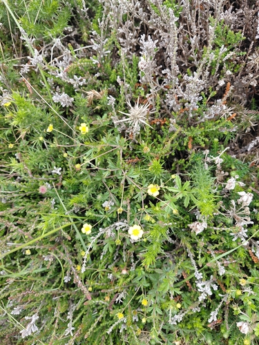 Erect cinquefoil