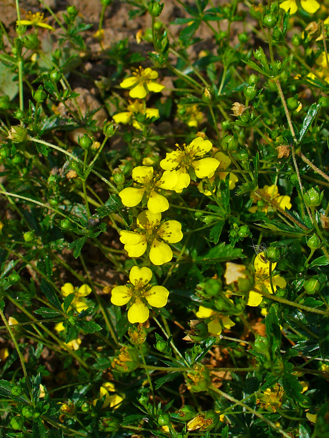 Erect cinquefoil: Potentilla erecta , Rosaceae, Common Tormentil, flowers.