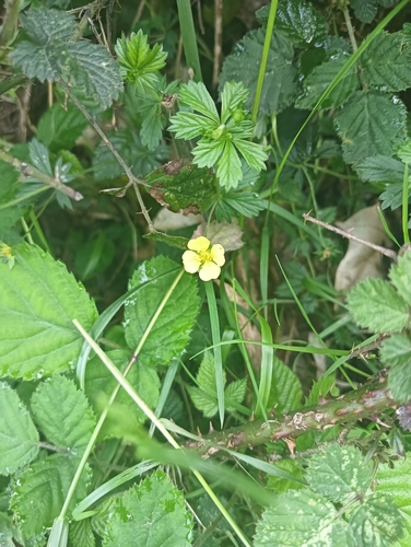 Erect cinquefoil (Potentilla erecta)
