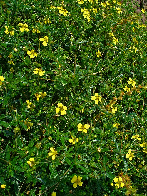 Erect cinquefoil: Potentilla erecta , Rosaceae, Common Tormentil, habitus.