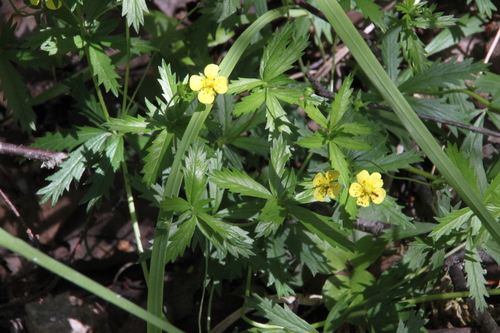 Erect cinquefoil (Potentilla erecta)