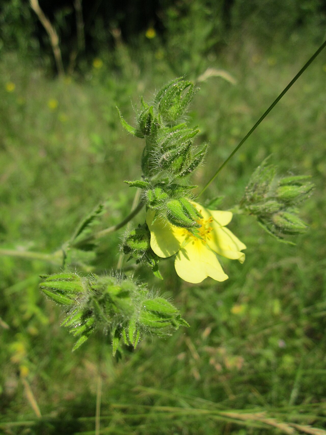 Sulphur cinquefoil: Hohes Fingerkraut ( Potentilla recta ) in der Schwetzinger Hardt