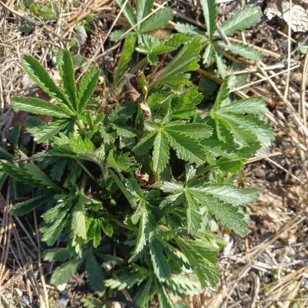 Sulphur cinquefoil (Potentilla recta)