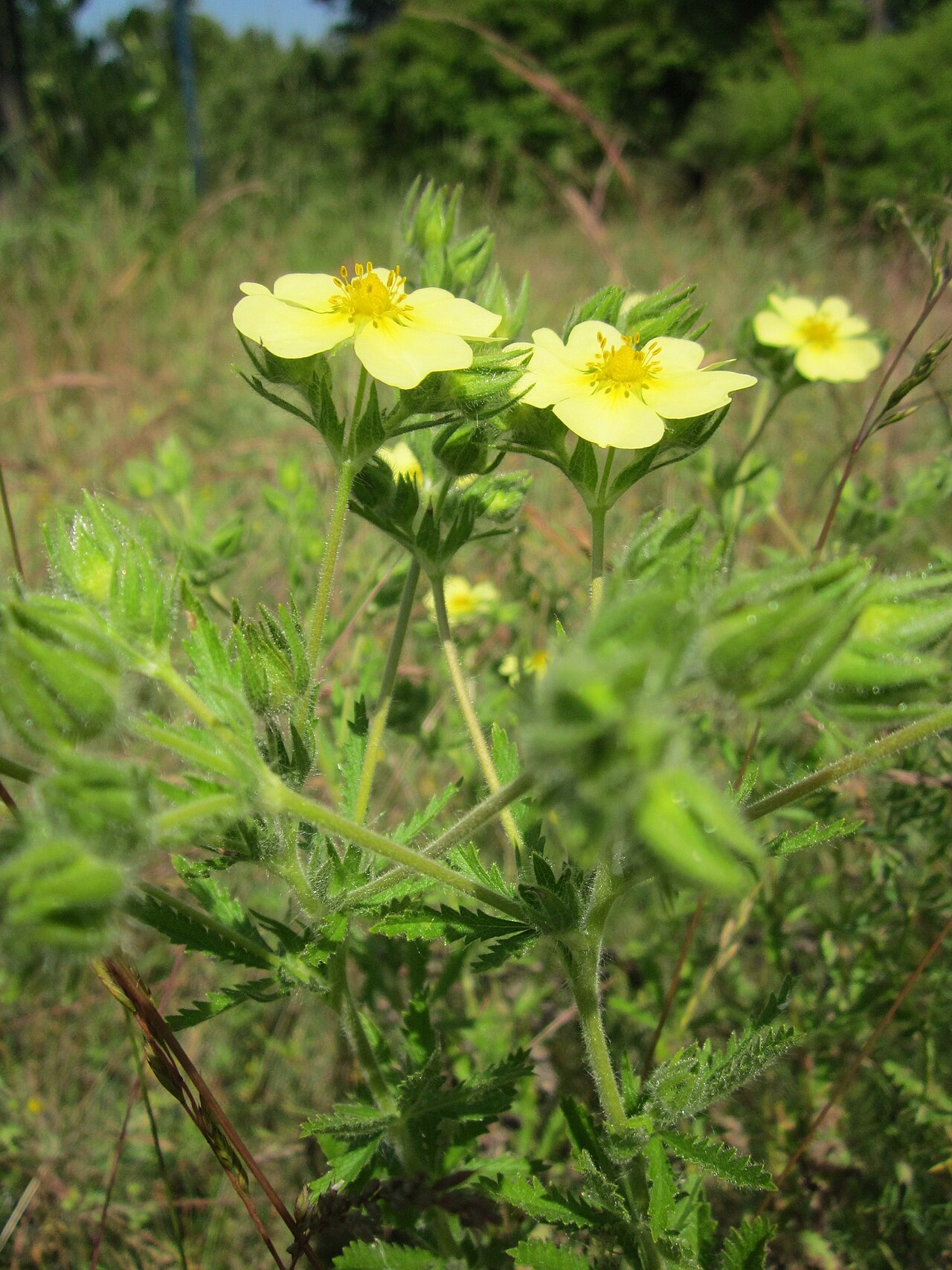 Sulphur cinquefoil: Hohes Fingerkraut ( Potentilla recta ) im Landesgartenschaupark Hockenheim