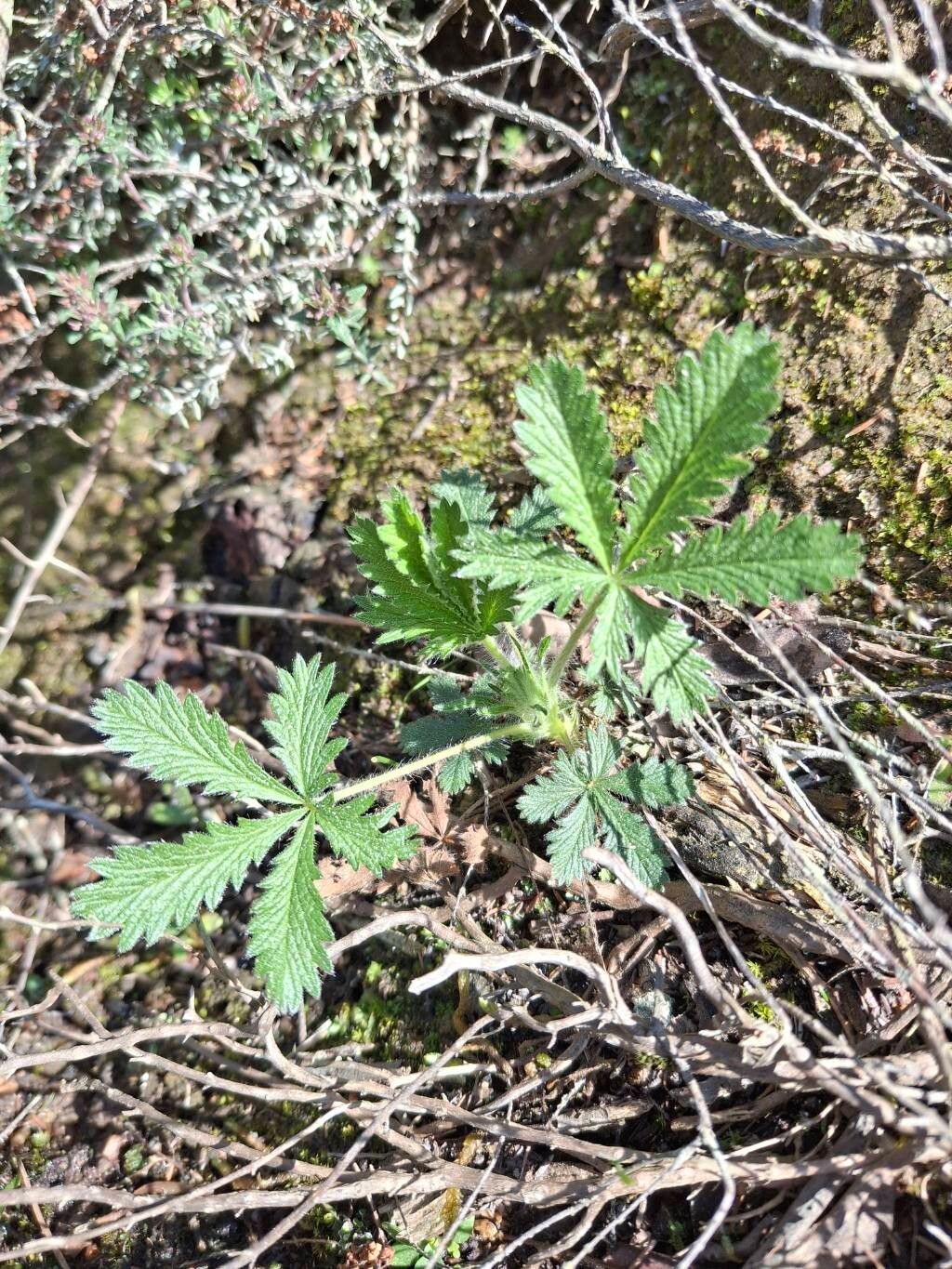 Sulphur cinquefoil (Potentilla recta)