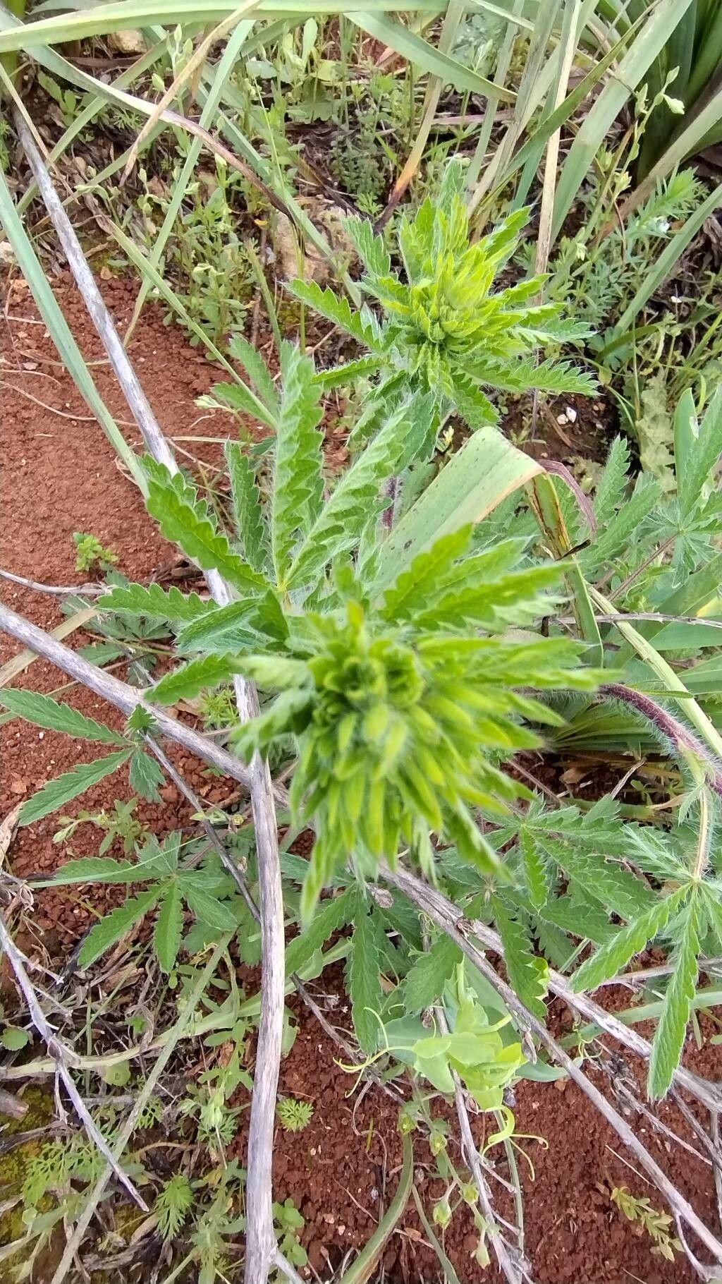 Sulphur cinquefoil (Potentilla recta)