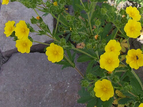Sulphur cinquefoil: Potentilla recta