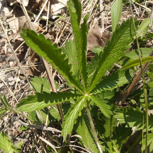 Sulphur cinquefoil (Potentilla recta)