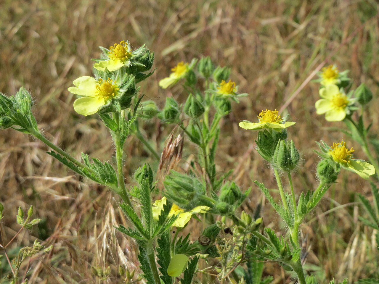 Sulphur cinquefoil: Hohes Fingerkraut ( Potentilla recta ) bei Neulußheim