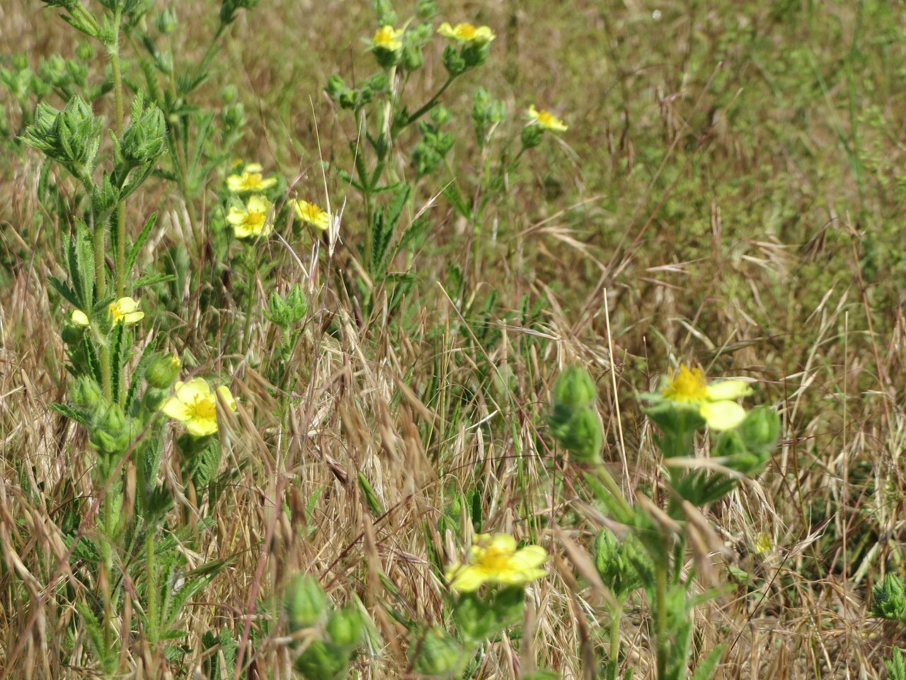 Sulphur cinquefoil: Hohes Fingerkraut ( Potentilla recta ) bei Neulußheim