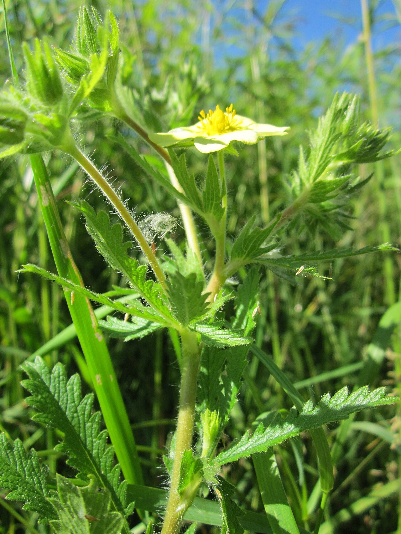Sulphur cinquefoil: Hohes Fingerkraut ( Potentilla recta ) im Hockenheimer Rheinbogen