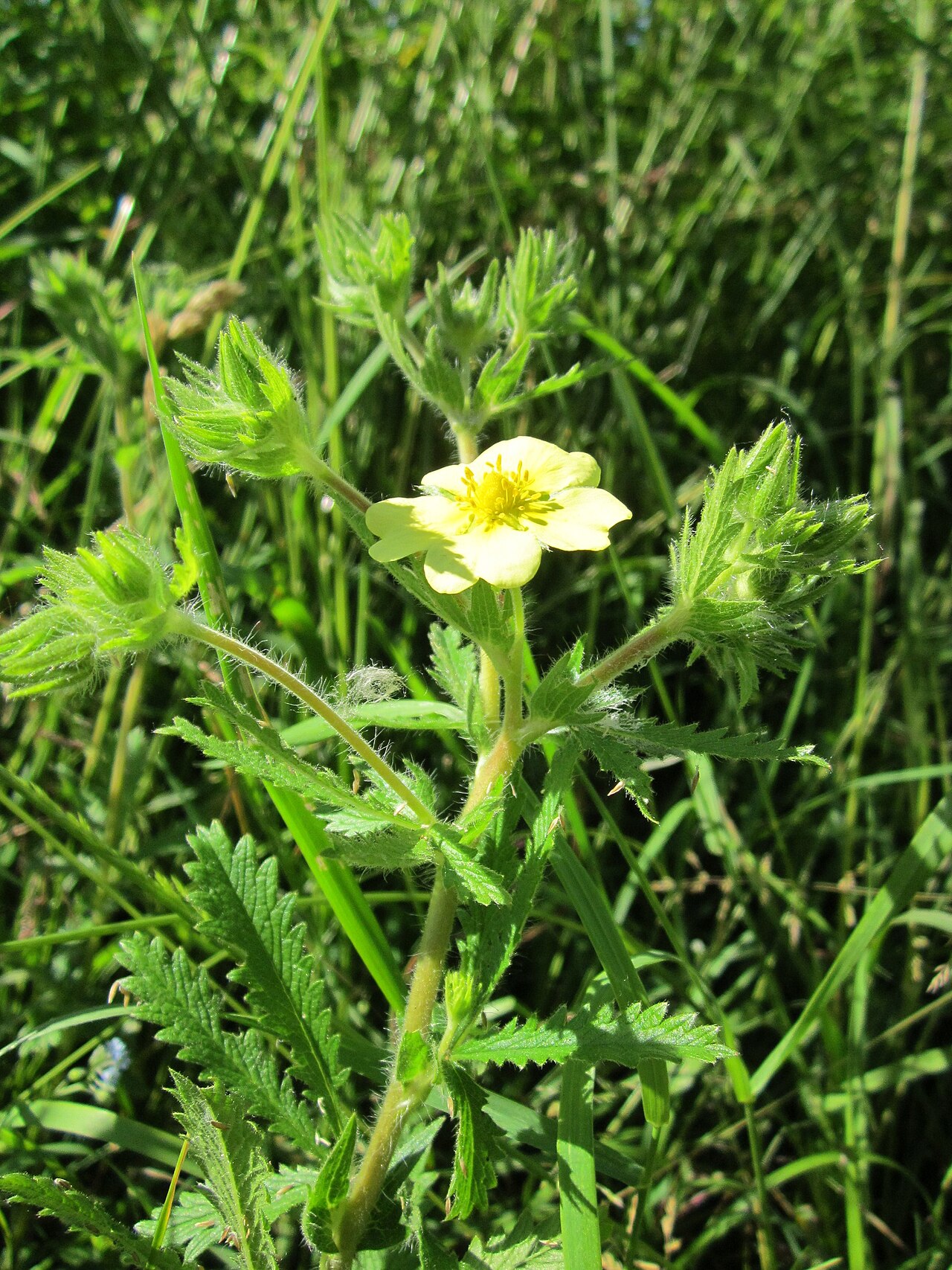 Sulphur cinquefoil: Hohes Fingerkraut ( Potentilla recta ) im Hockenheimer Rheinbogen