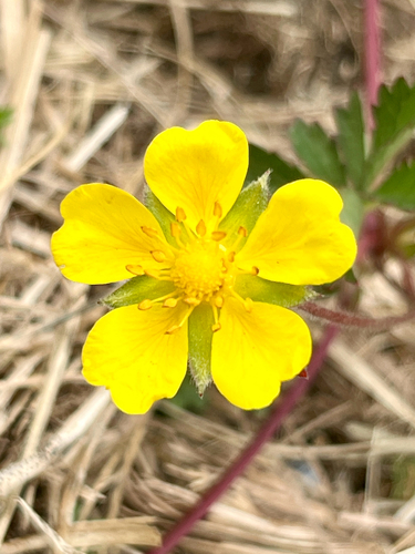 Creeping cinquefoil (Potentilla reptans)